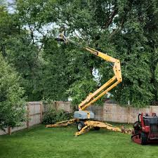 How Our Tree Care Process Works  in  San Jose, CA