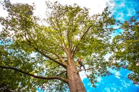 Best Storm Damage Tree Cleanup  in San Jose, CA