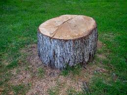 Best Tree and Shrub Care  in San Jose, CA