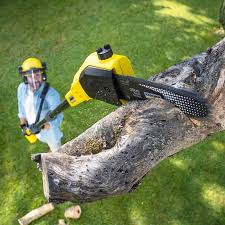Best Hedge Trimming  in San Jose, CA