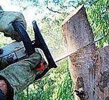 Best Firewood Processing and Delivery  in San Jose, CA