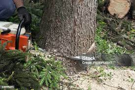 Best Tree Removal  in San Jose, CA