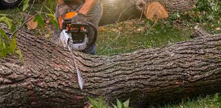 Best Arborist Consultation Services  in San Jose, CA