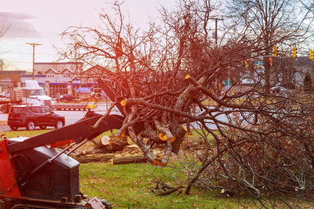 San Jose, CA Tree Care Company