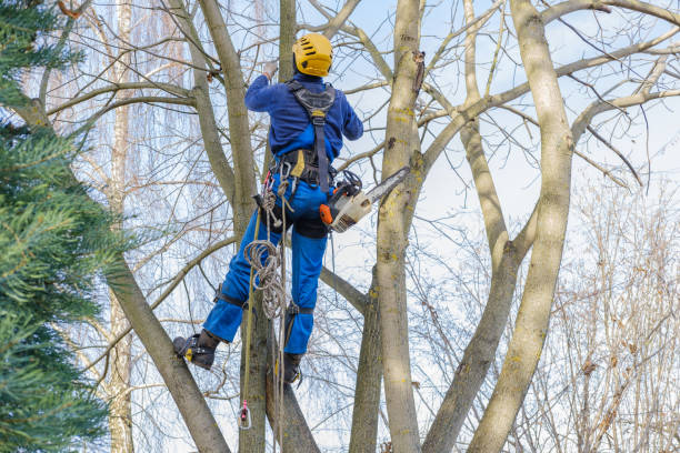 Mulching Services in San Jose, CA