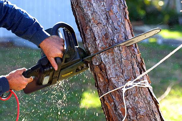 Best Utility Line Clearance  in San Jose, CA
