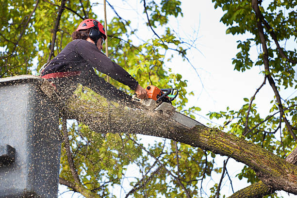 Best Weed Control  in San Jose, CA