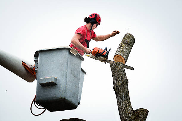 Best Root Management and Removal  in San Jose, CA