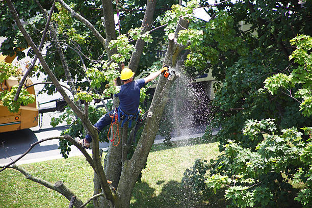Best Lawn Maintenance Plans  in San Jose, CA